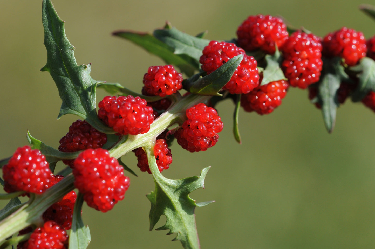 100 STRAWBERRY STICKS / SPINACH Chenopodium Foliosum Fruit Berry Seeds