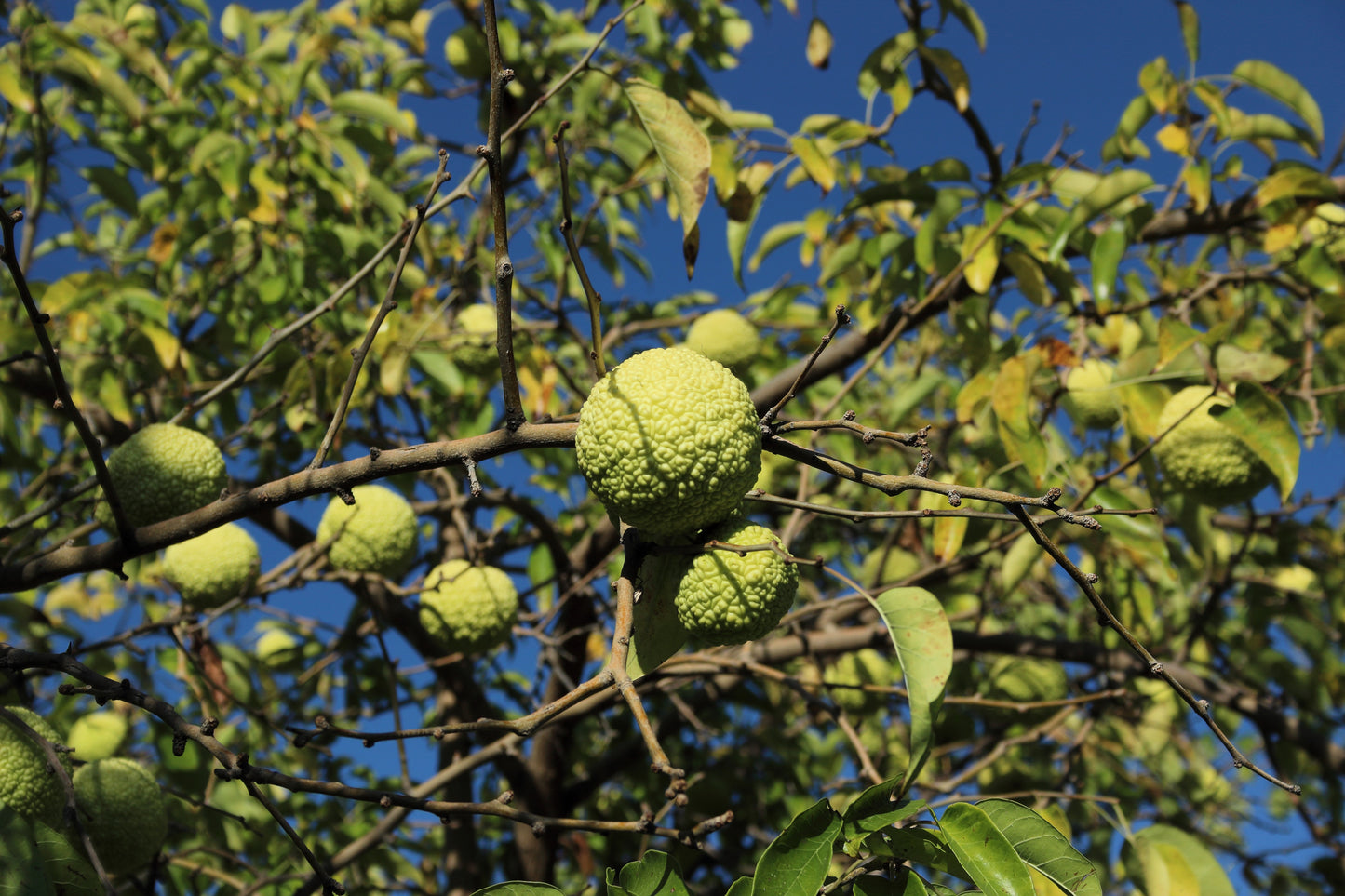 10 HEDGE APPLE Osage Orange Horse Apple Monkey Ball Maclura Pomifera Tree Seeds