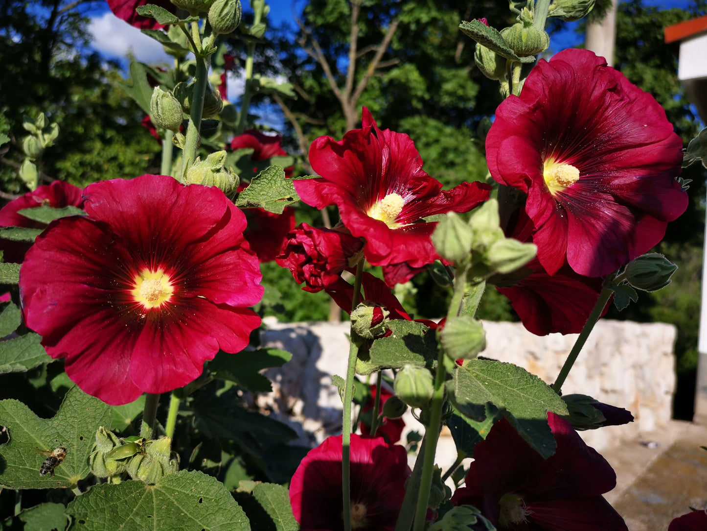25 MAROON RED HOLLYHOCK Alcea Rosea Flower Seeds Perennial