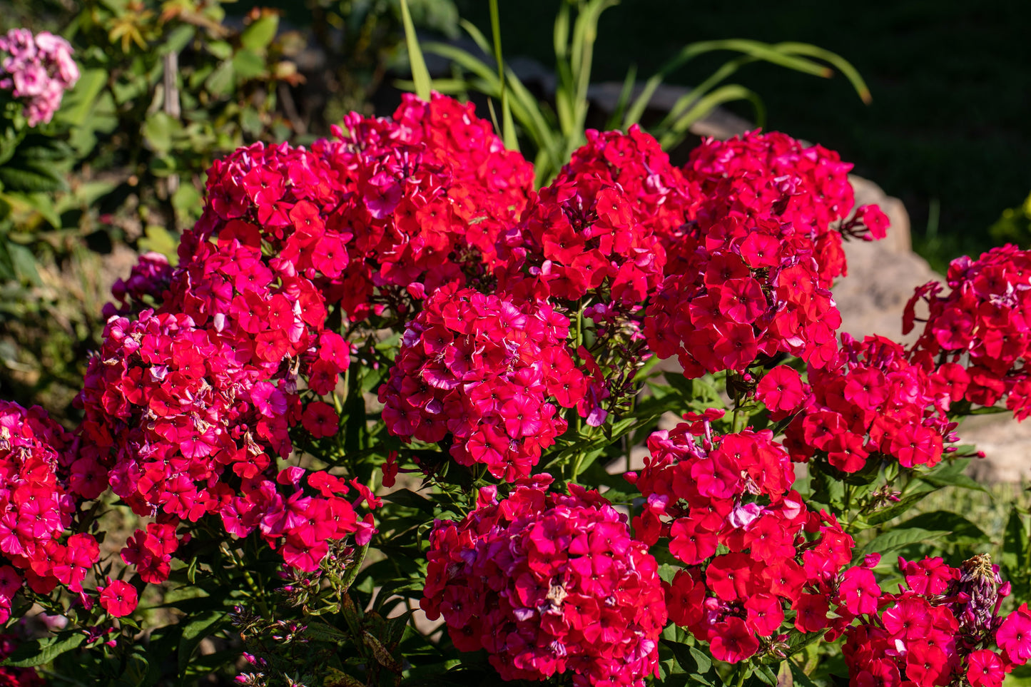 800 RED DRUMMOND PHLOX (Texas Pride) Phlox Drummondii Flower Seeds