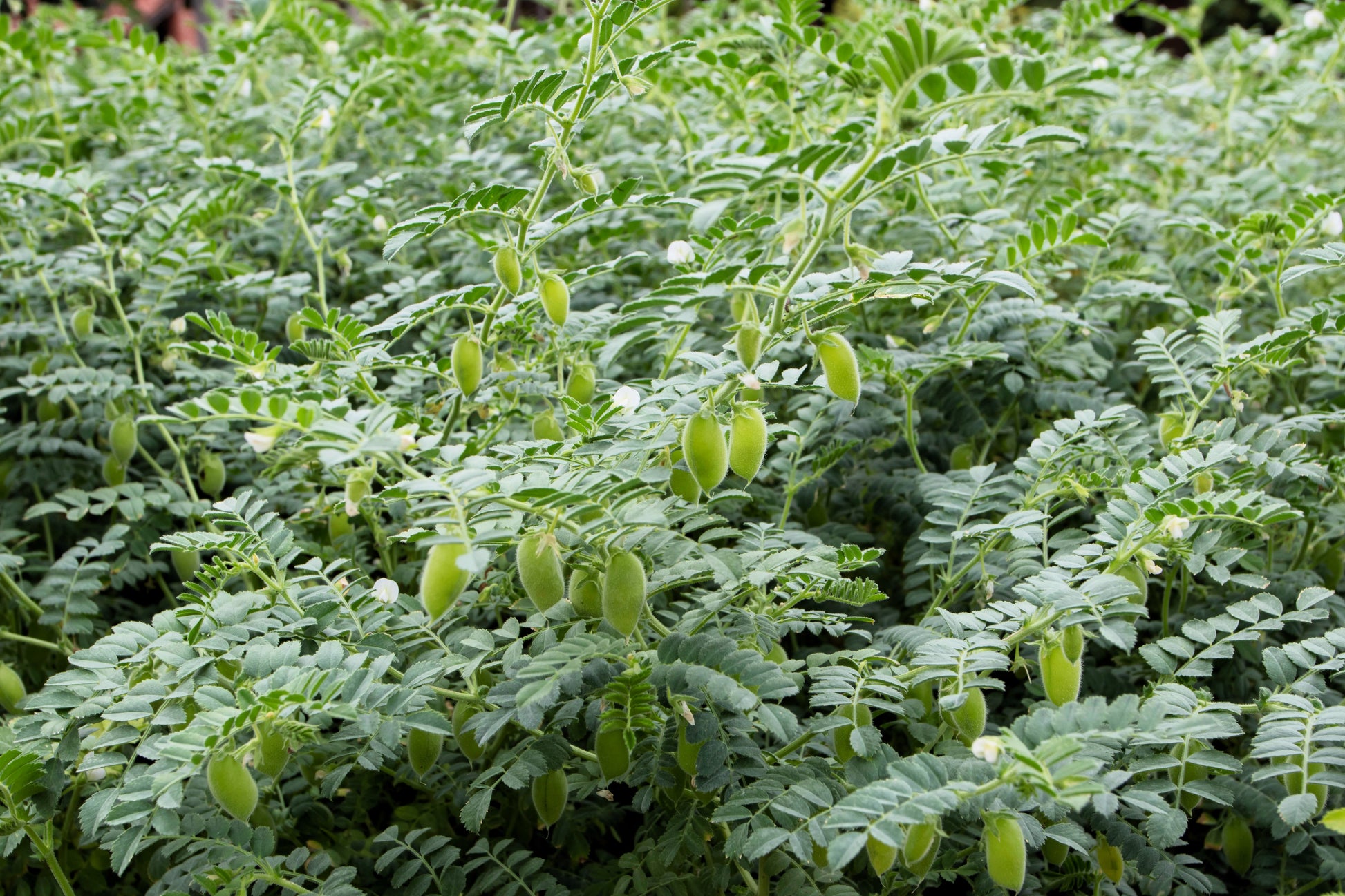 chickpea seeds for planting 15 CHICK PEA / Garbanzo BEAN Chickpea Cicer Arientum Vegetable Seeds – Seedville USA