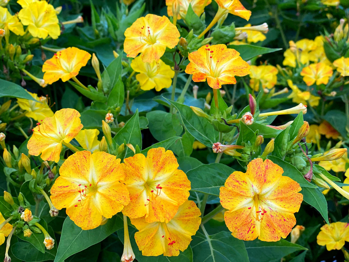 75 MIXED FOUR O CLOCK aka Marvel of Peru Mirabilis Jalapa Flower Seeds