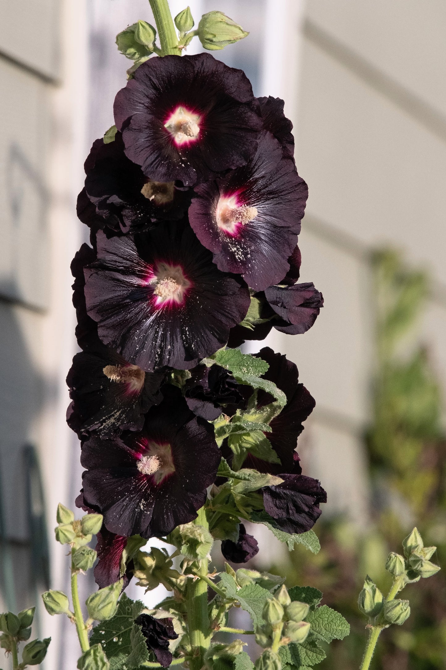 25 BLACK HOLLYHOCK Alcea Rosea Nigra Flower Seeds