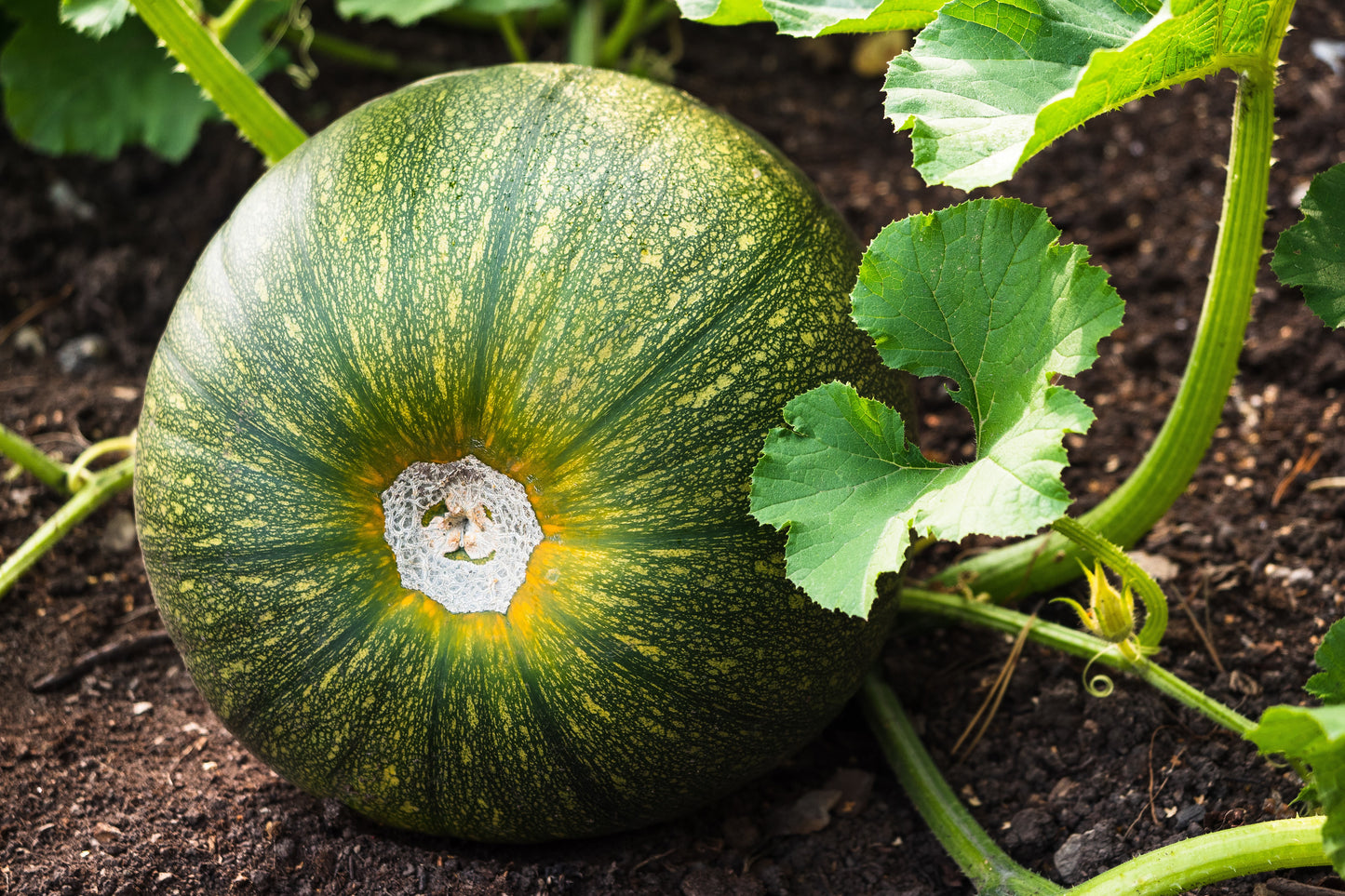 50 ROUND ZUCCHINI Summer SQUASH Cucurbita Pepo Vegetable Seeds