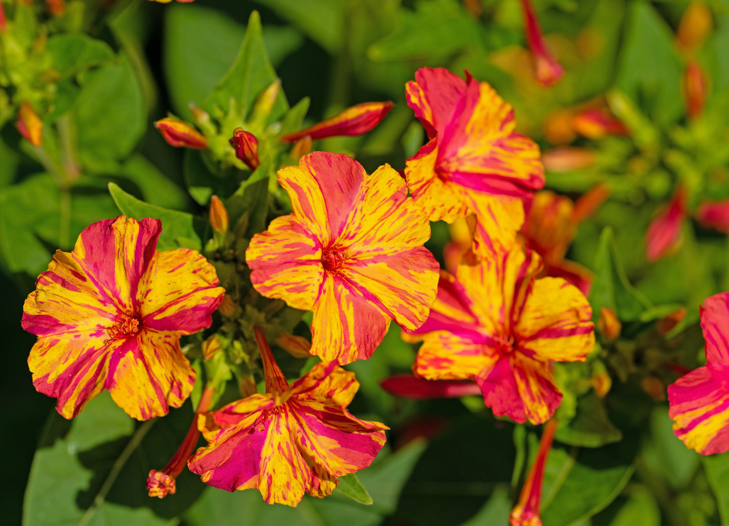 75 MIXED FOUR O CLOCK aka Marvel of Peru Mirabilis Jalapa Flower Seeds