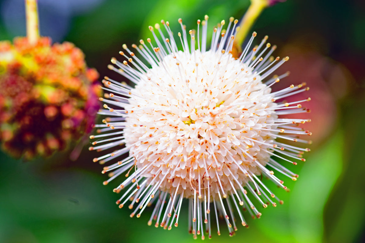 50 BUTTONBUSH / HONEYBALL Cephalanthus Occidentalis White Hummingbird Flower Bush Shrub Seeds