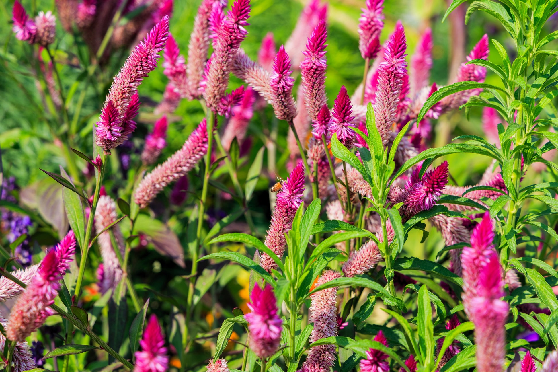 flamingo flower seeds 100 FLAMINGO FEATHER Wheat CELOSIA Spicata Pink & White Flower Seeds – Seedville USA