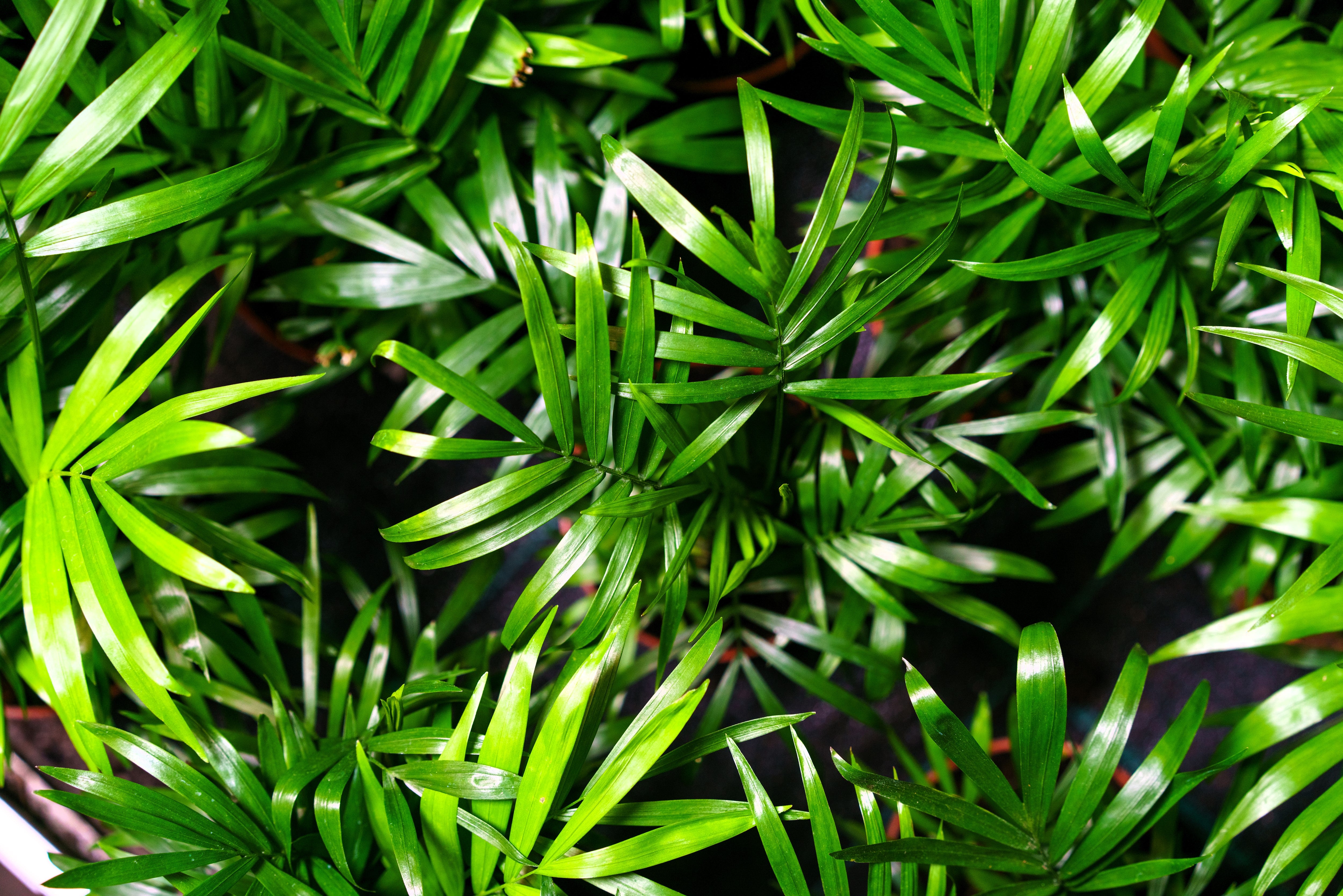 Seedville Bamboo Palm Seeds - Thumbnail 4