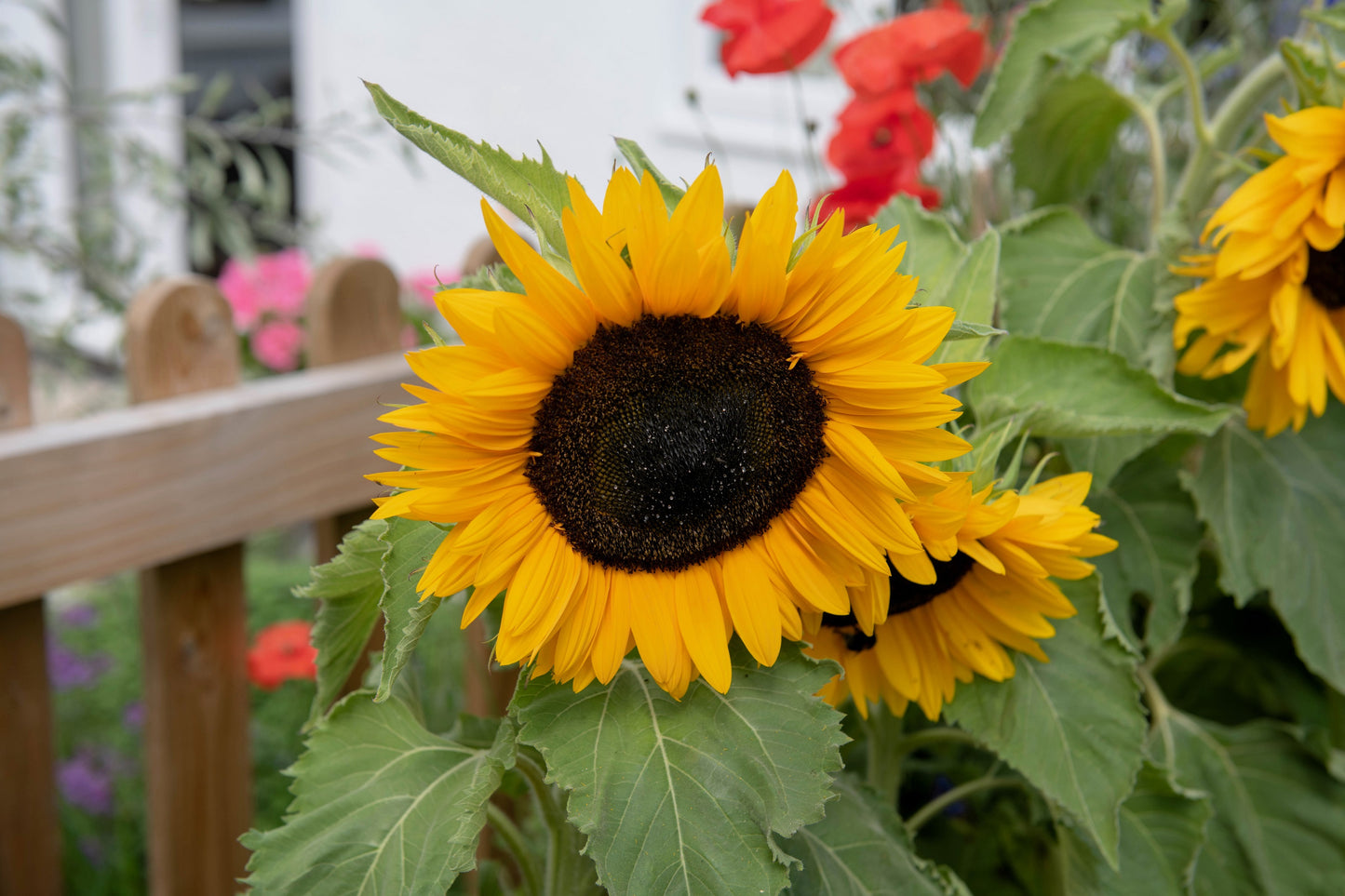 25 Dwarf SUNSPOT SUNFLOWER Helianthus Annuus Flower Seeds