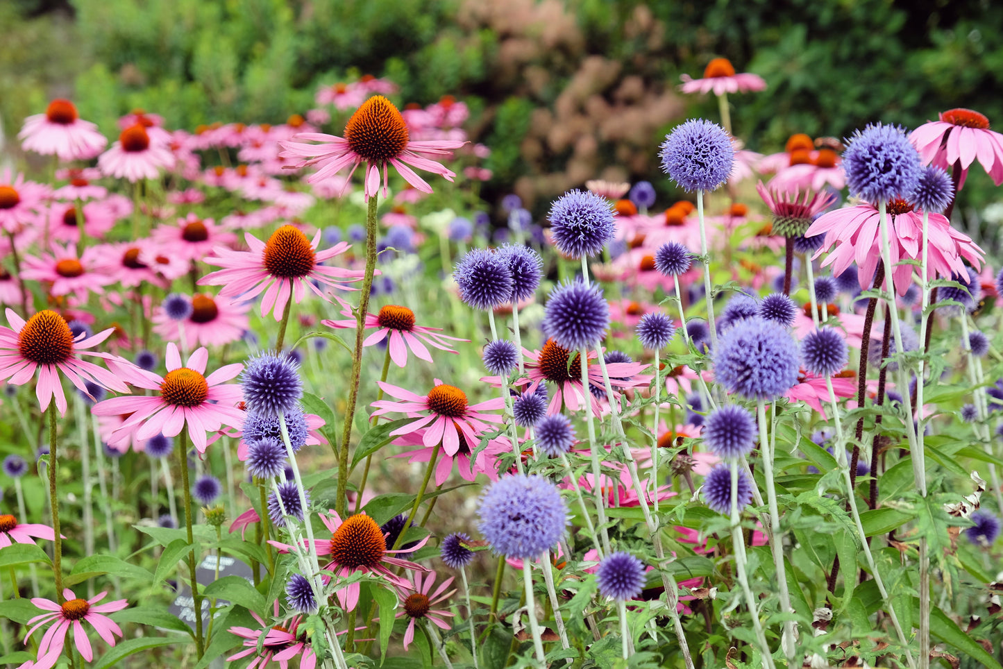 25 Blue GLOBE THISTLE Echinops Ritro Southern Globethistle Pollinator Flower Seeds