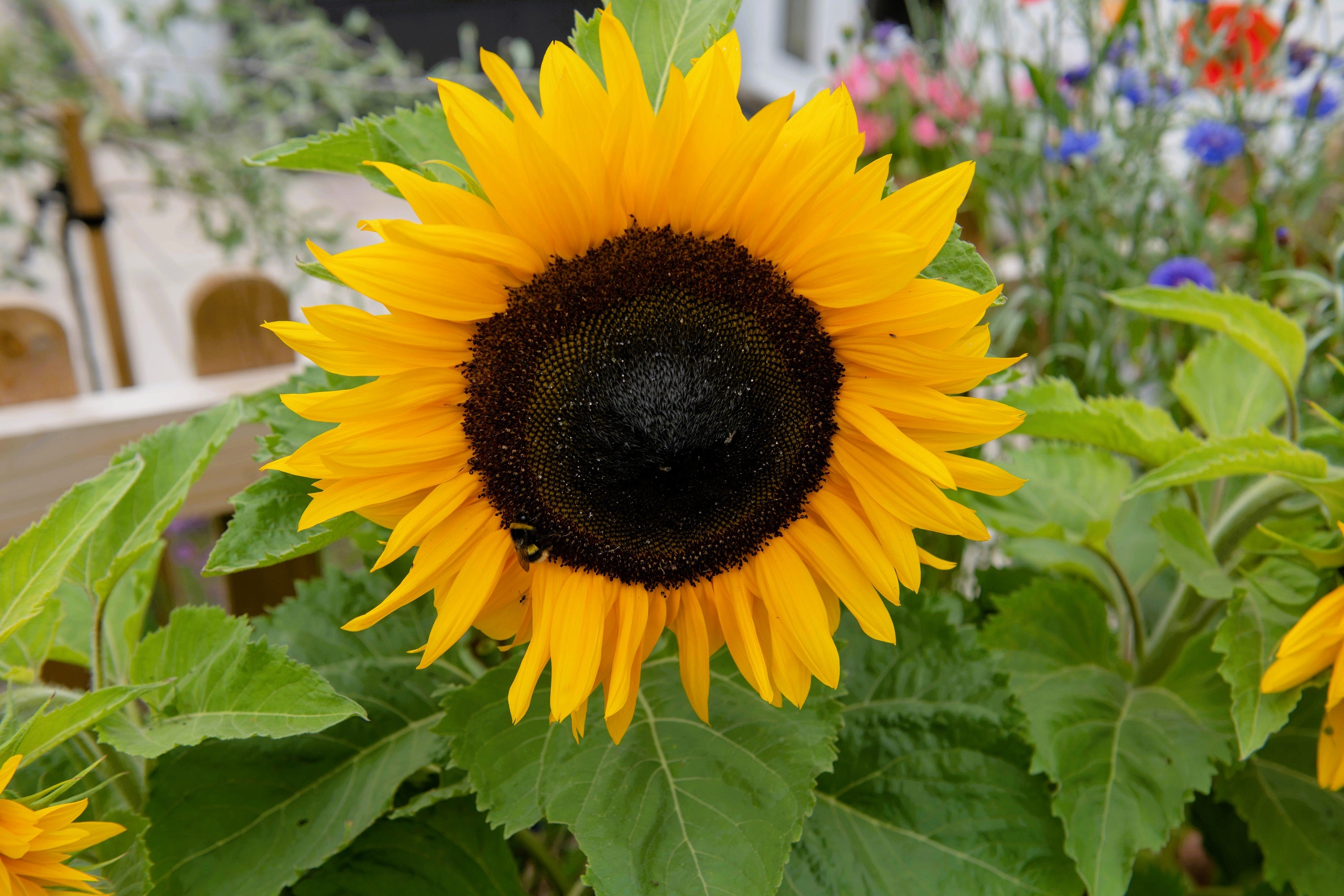 Seedville Sunflower