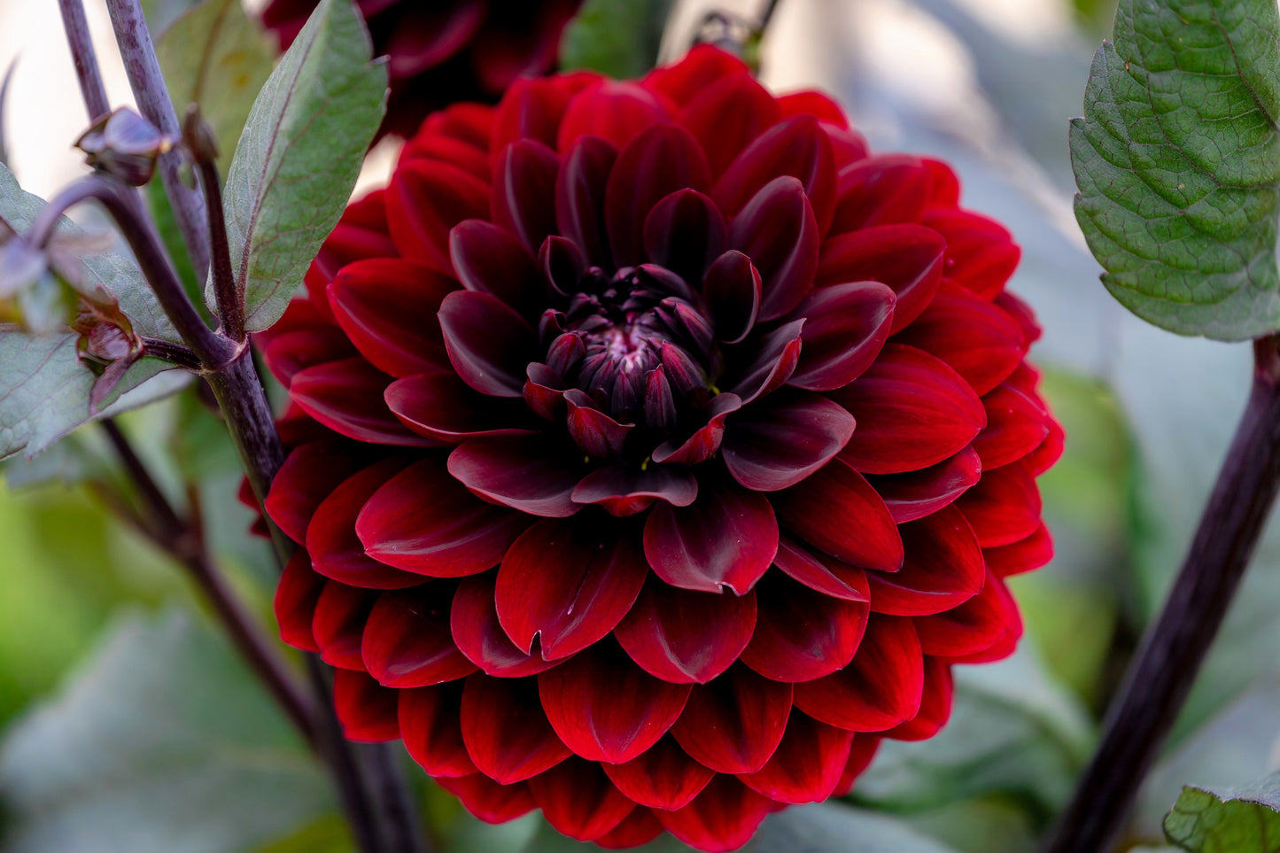 black dahlia flower seeds 20 Dwarf Mixed Colors REDSKIN DAHLIA Variabilis Red Skin Mix Bicolor F – Seedville USA