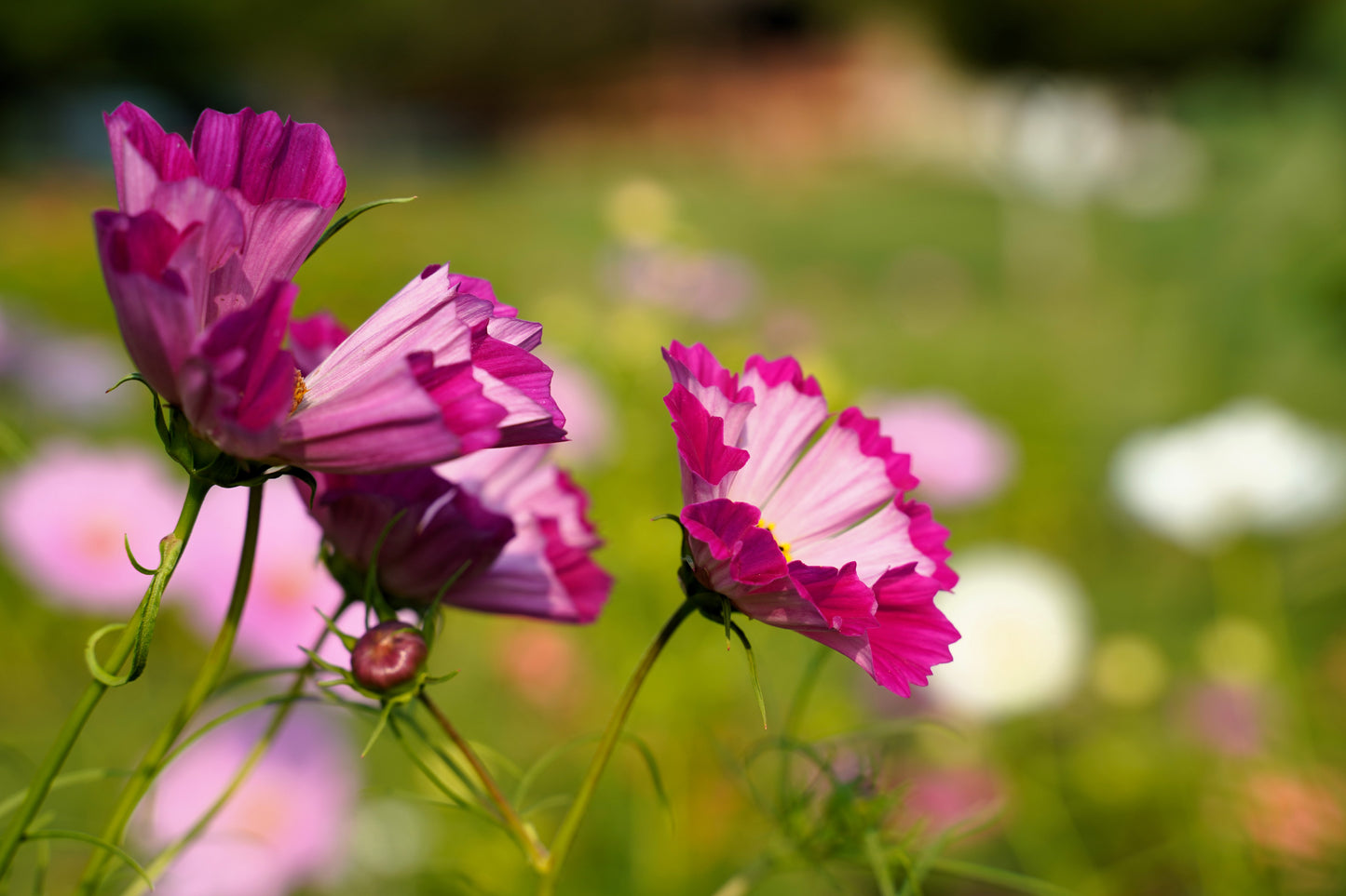 200 COSMOS SEASHELLS Cosmos Bipinnatus Sea Shells Flower Seeds