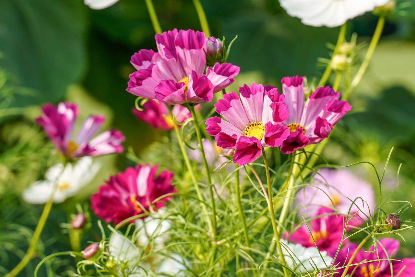 200 COSMOS SEASHELLS Cosmos Bipinnatus Sea Shells Flower Seeds