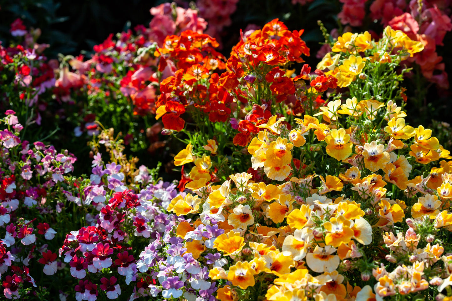 50 CARNIVAL MIX NEMESIA Strumosa Mixed Colors Flower Seeds