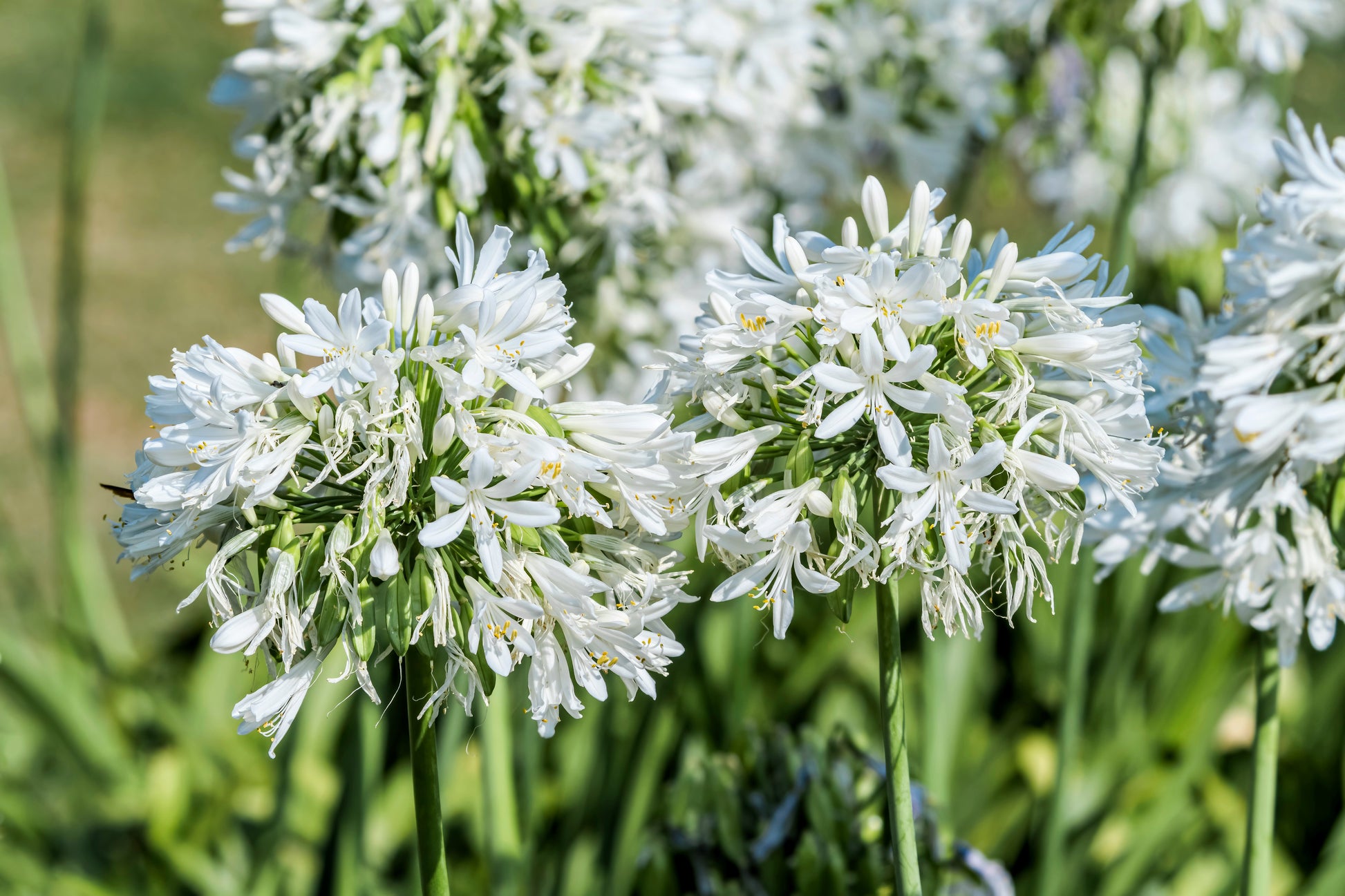african lily plant white 25 WHITE LILY of the NILE Agapanthus Orientalis African Lily Flower Seeds