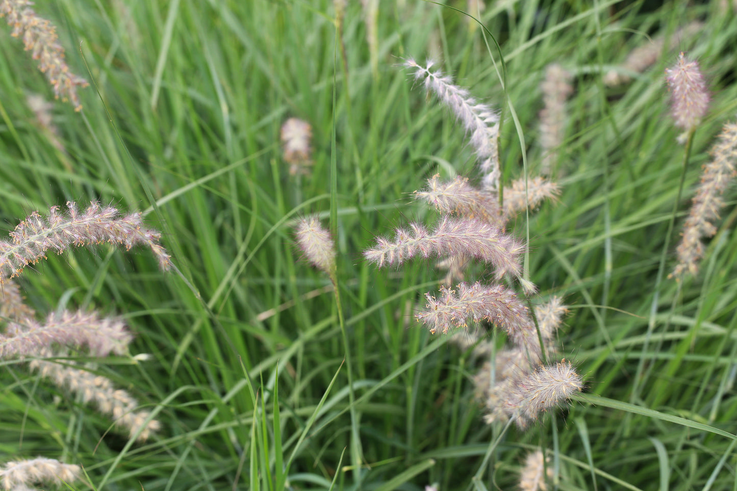 300 LITTLE BLUESTEM GRASS Schizachyrium Scoparius Seeds