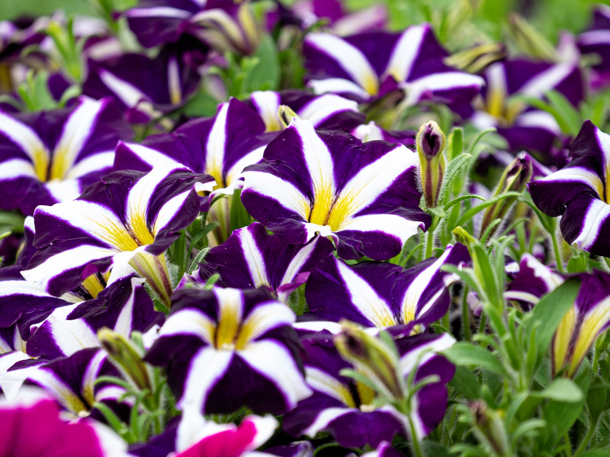 petunia mix flower seeds 100 STAR MIX PETUNIA Mixed Colors Petunia Violacea Flower Seeds Red Blue Purple