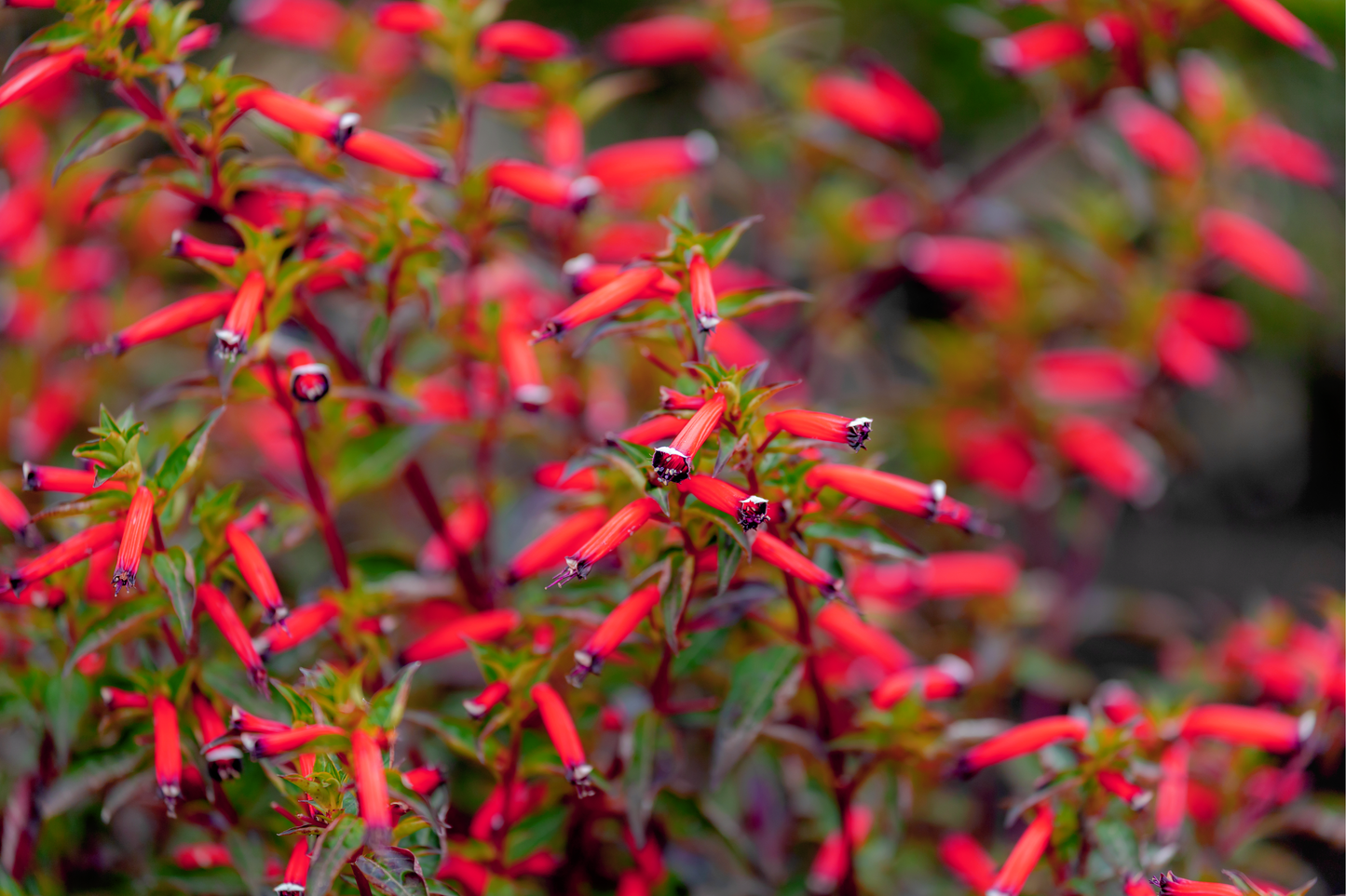 10 MIXED CIGAR PLANT Cuphea Ignea Red Pink White Firecracker Flower Seeds