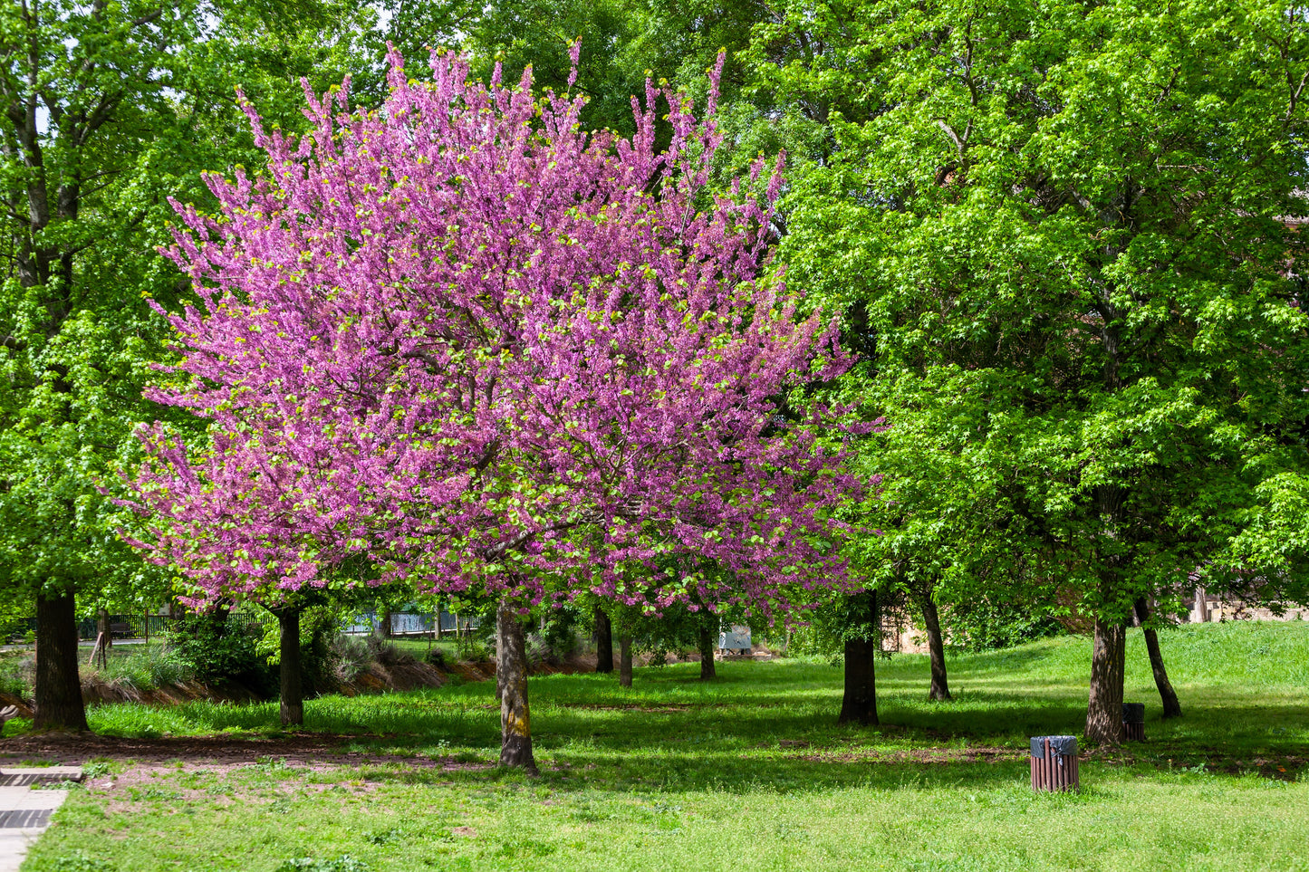 25 JUDAS TREE European Redbud Love Tree Cercis Siliquastrum Pink Purple Flower Seeds