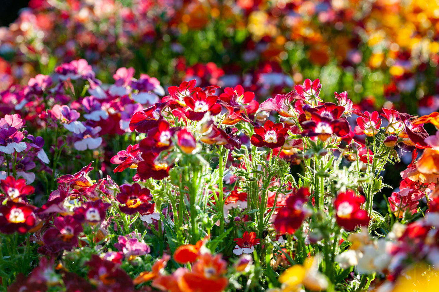 50 CARNIVAL MIX NEMESIA Strumosa Mixed Colors Flower Seeds