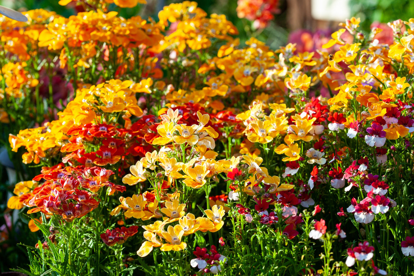 50 CARNIVAL MIX NEMESIA Strumosa Mixed Colors Flower Seeds