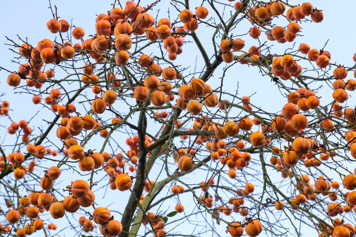 5 JAPANESE PERSIMMON Tree Asian Diospyros Kaki Orange Red Fruit Flower Seeds