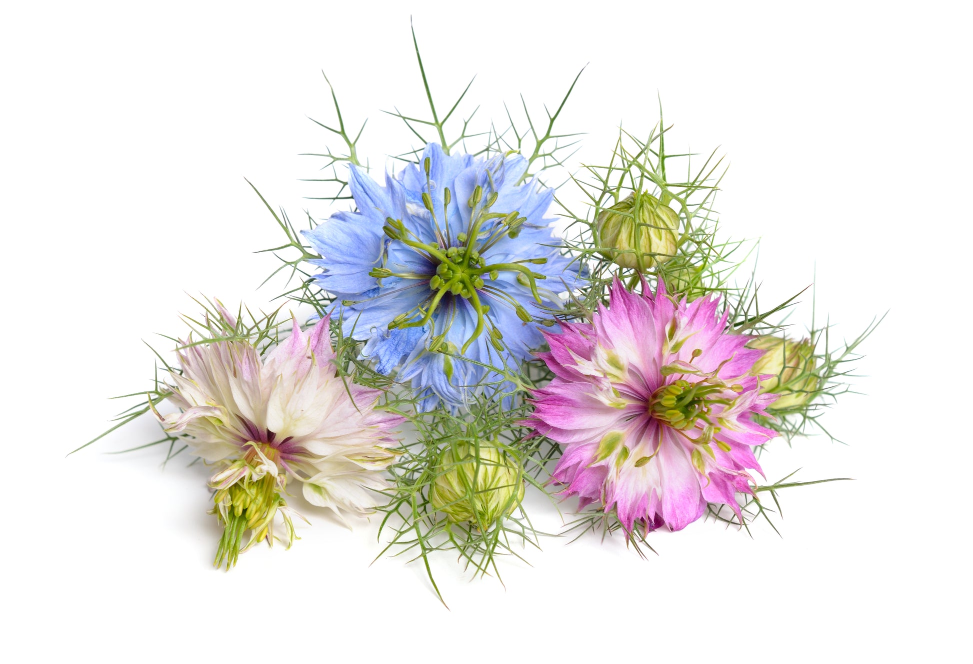 love in a mist persian jewels flower seeds 500 LOVE In A MIST PERSIAN Jewels Mixed Colors (Fennel Flower) Nigella – Seedville USA