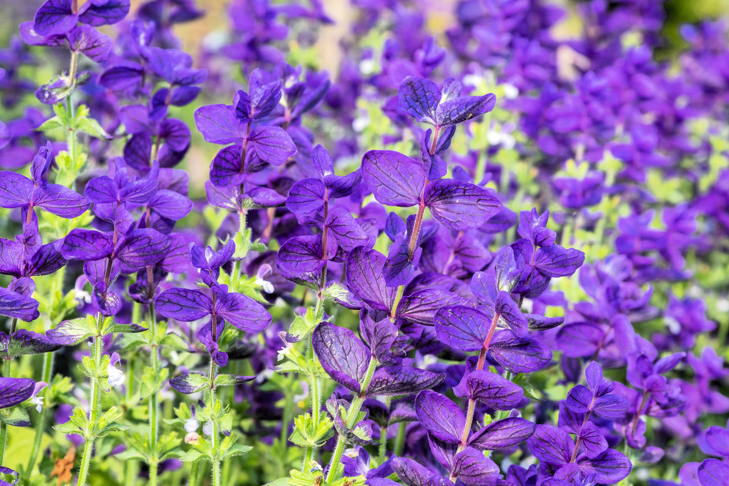 75 TRICOLOR CLARY SAGE Mix Blue Pink White Salvia Viridis Horminum Herb Flower Seeds