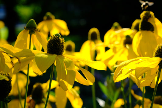 100 YELLOW CONEFLOWER Ratibida Pinnata Flower Seeds