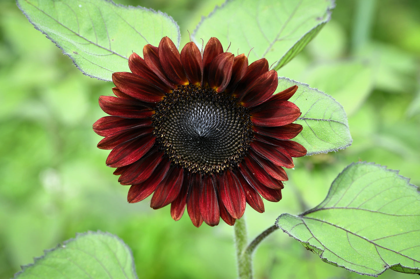 25 Red VELVET QUEEN SUNFLOWER Helianthus Annuus Flower Seeds