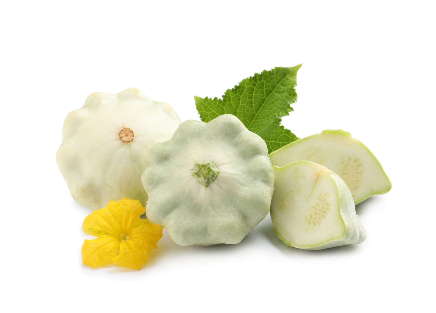 50 WHITE Bush SCALLOP SQUASH (Patty Pan / Paty Pan / Squanter Squash) Summer Cucurbita Pepo Vegetable Seeds