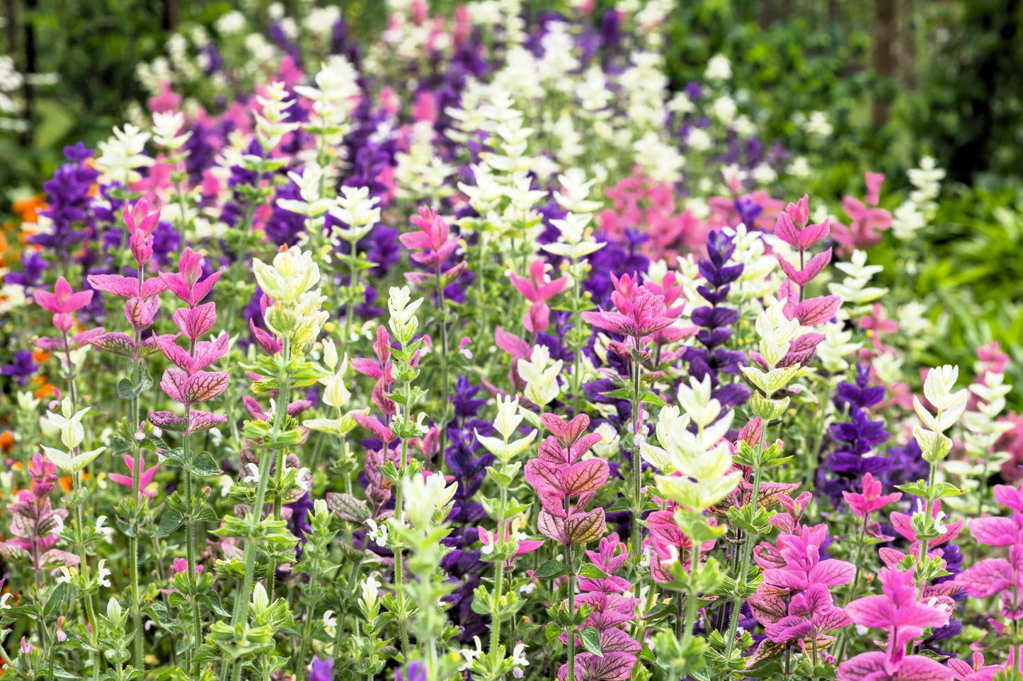 75 TRICOLOR CLARY SAGE Mix Blue Pink White Salvia Viridis Horminum Herb Flower Seeds