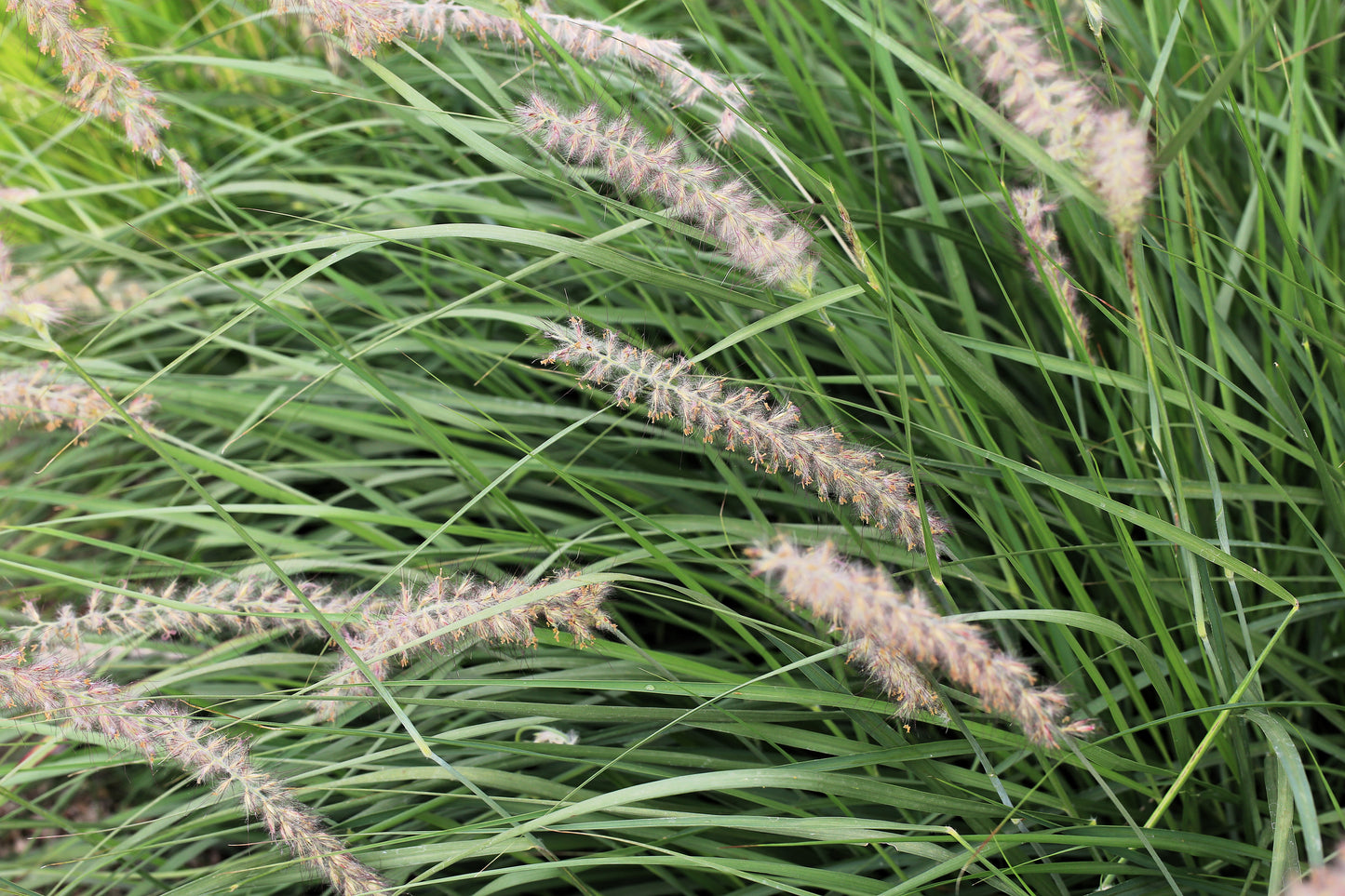 300 LITTLE BLUESTEM GRASS Schizachyrium Scoparius Seeds