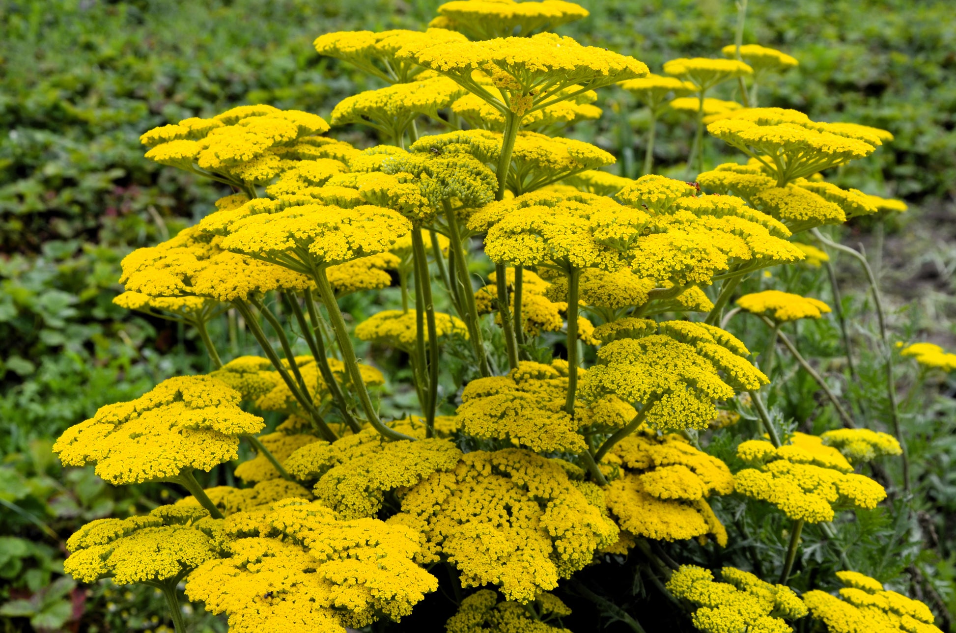 golden soul flower seed 250 GOLD Golden Yellow YARROW Achillea Filipendulina Flower Seeds