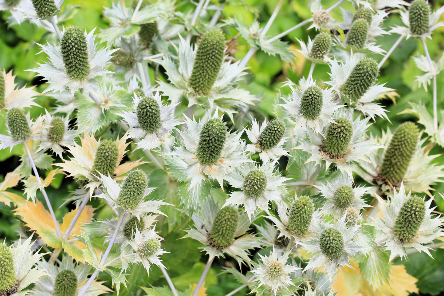 ghost flower seeds 10 Giant SILVER SEA HOLLY Eryngium Giganteum Miss Willmott's Ghost Flower Seeds