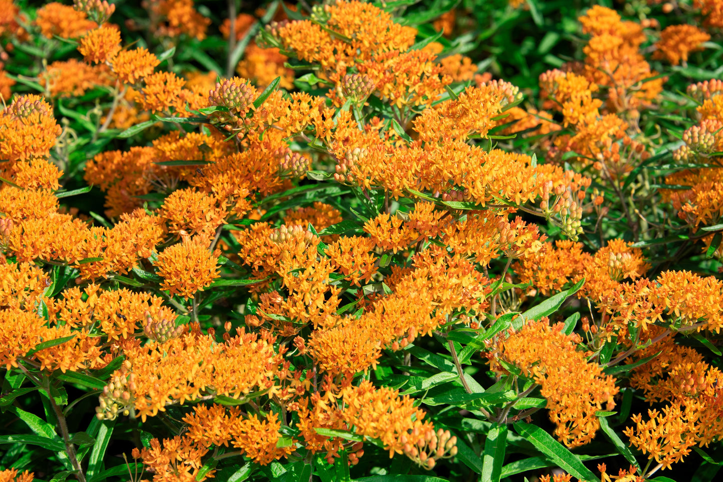 30 ORANGE BUTTERFLY MILKWEED Asclepias Tuberosa Flower Seeds