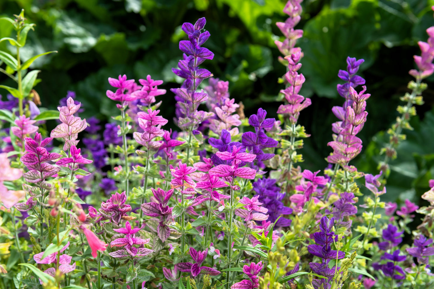 75 TRICOLOR CLARY SAGE Mix Blue Pink White Salvia Viridis Horminum Herb Flower Seeds