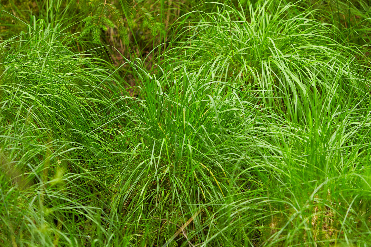 1000 SOFT RUSH (Common Rush) Juncus Effusus Ornamental Grass Seeds