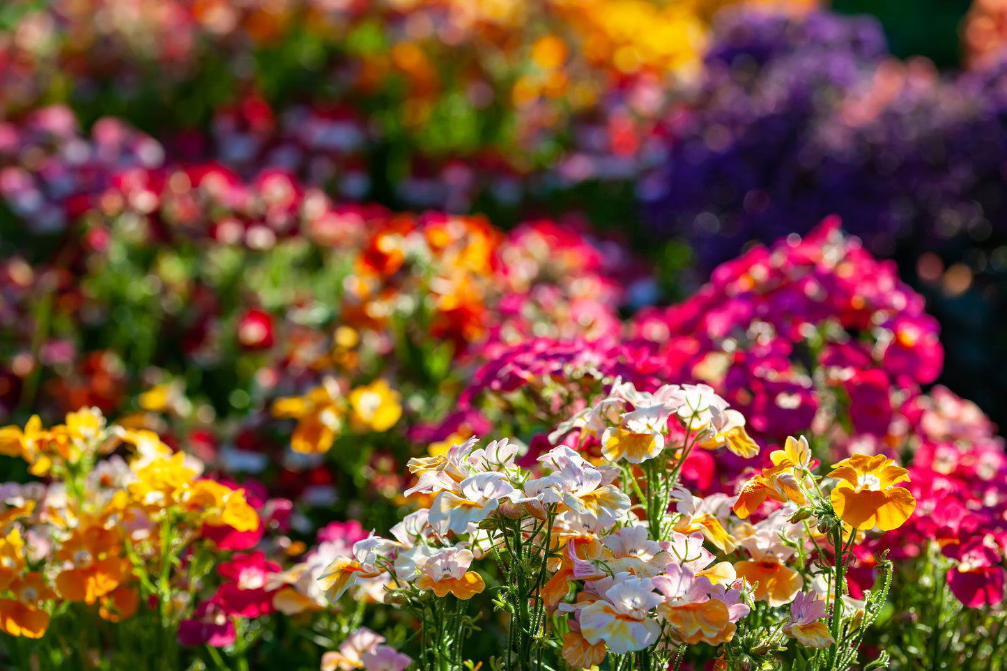 50 CARNIVAL MIX NEMESIA Strumosa Mixed Colors Flower Seeds