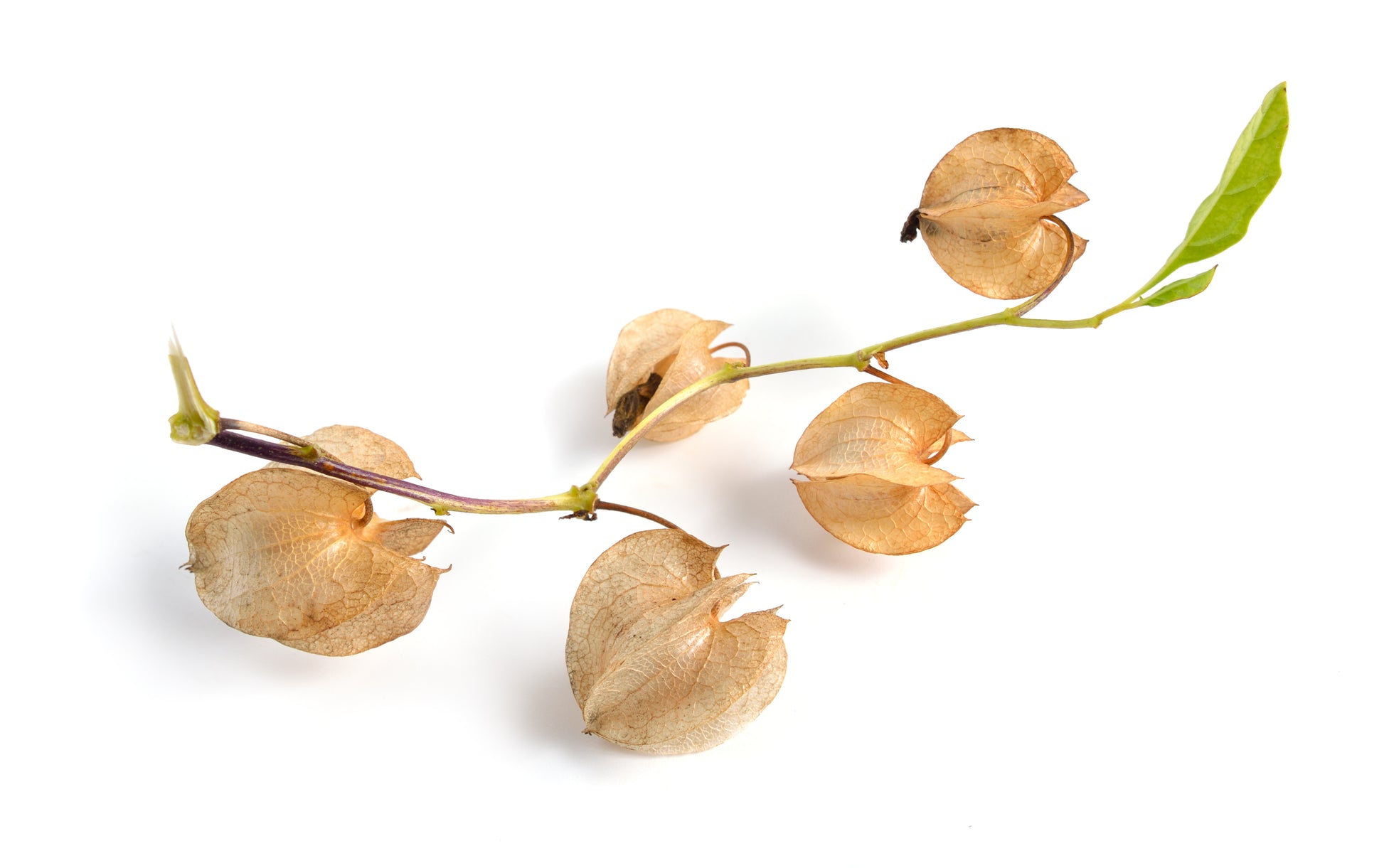 shoo fly plant seeds 100 APPLE OF PERU Shoofly Plant Nicandra Physalodes Violet Blue Flower Seeds
