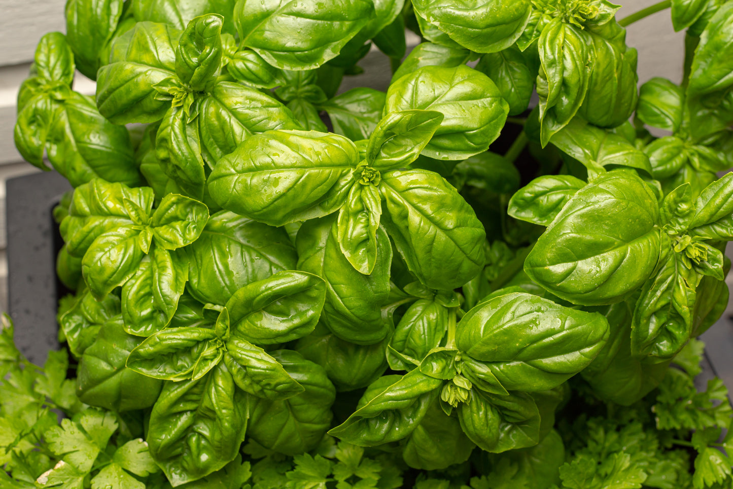 1000 Italian LARGE LEAF BASIL Ocimum Basilicum Herb Flower Seeds