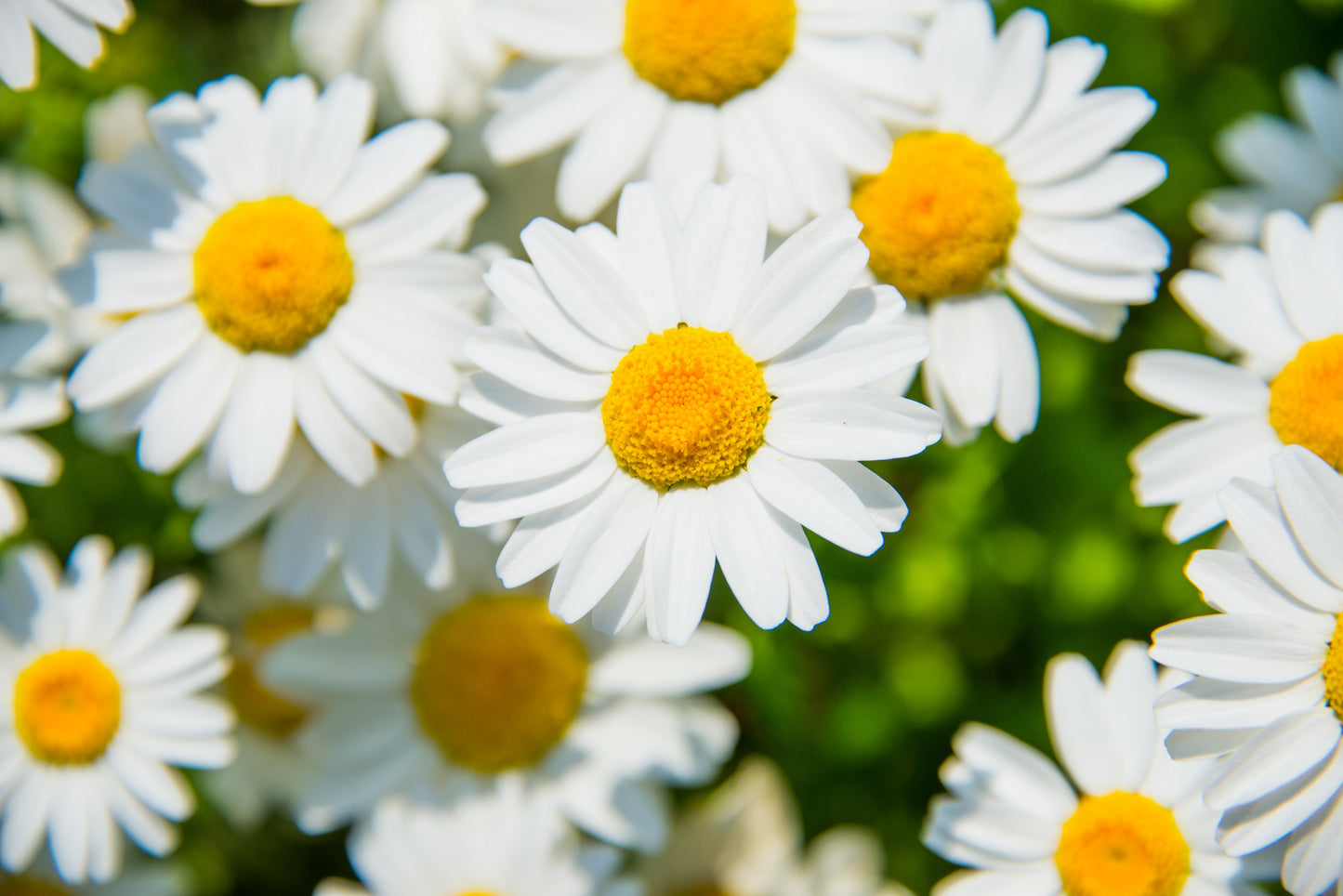 100 White DWARF CREEPING DAISY Chrysanthemum Paludosum Flower Seeds