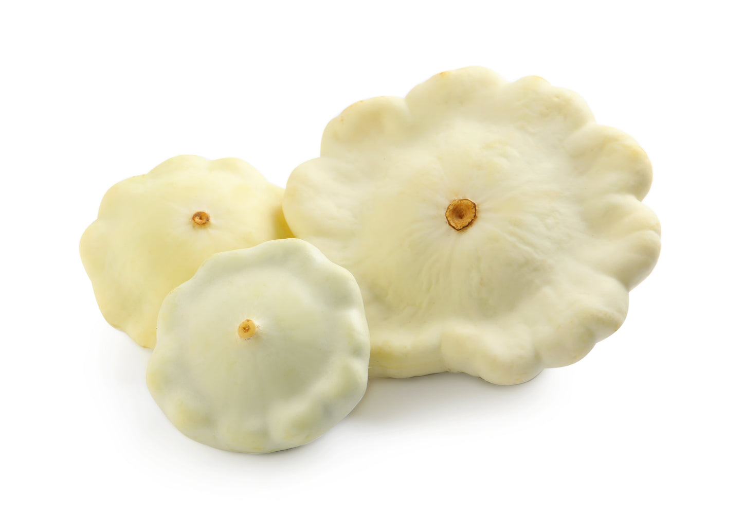 50 WHITE Bush SCALLOP SQUASH (Patty Pan / Paty Pan / Squanter Squash) Summer Cucurbita Pepo Vegetable Seeds