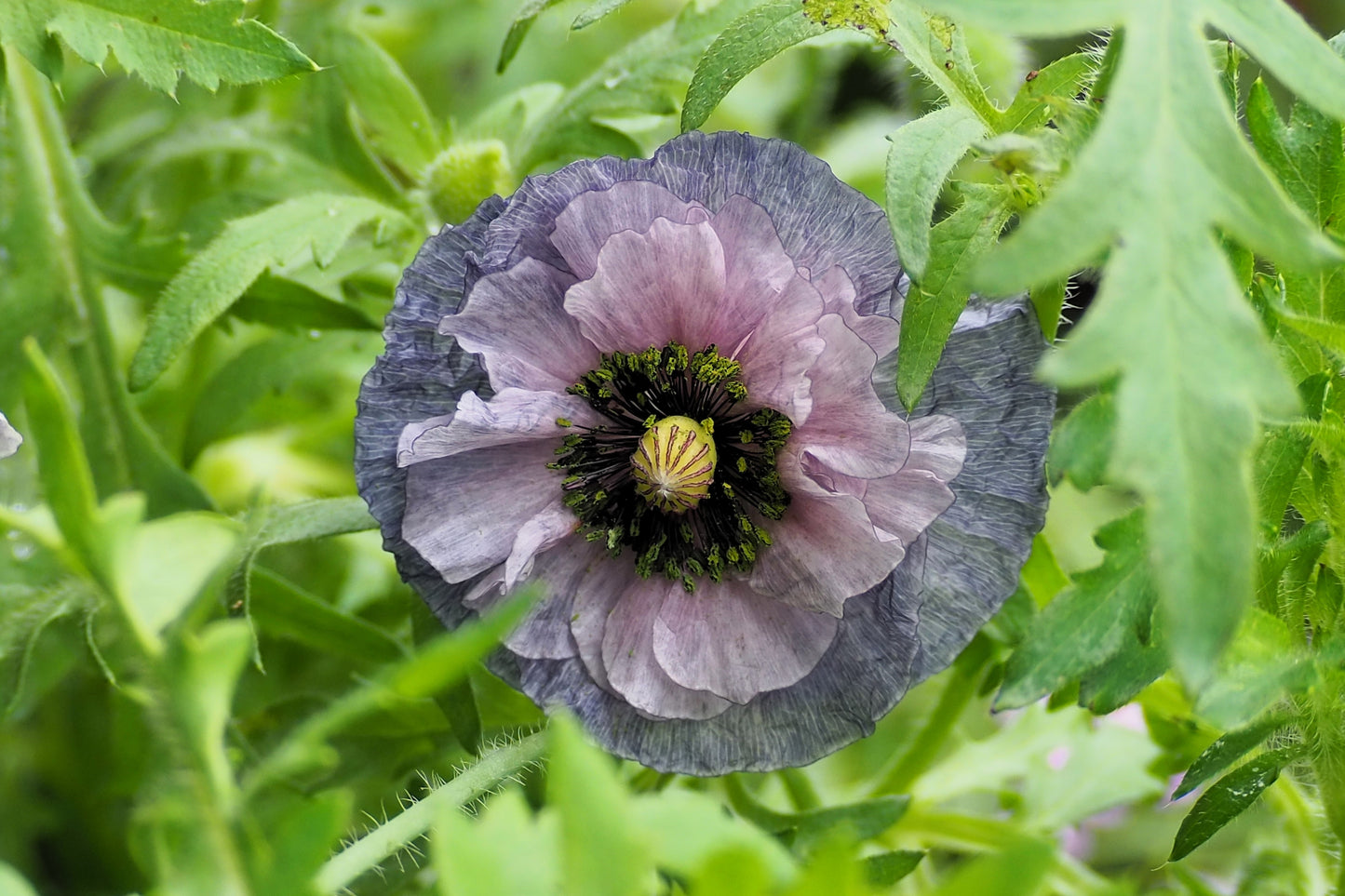 50 Organic AMAZING GREY POPPY Papaver Rhoeas Silvery Gray Flower Seeds