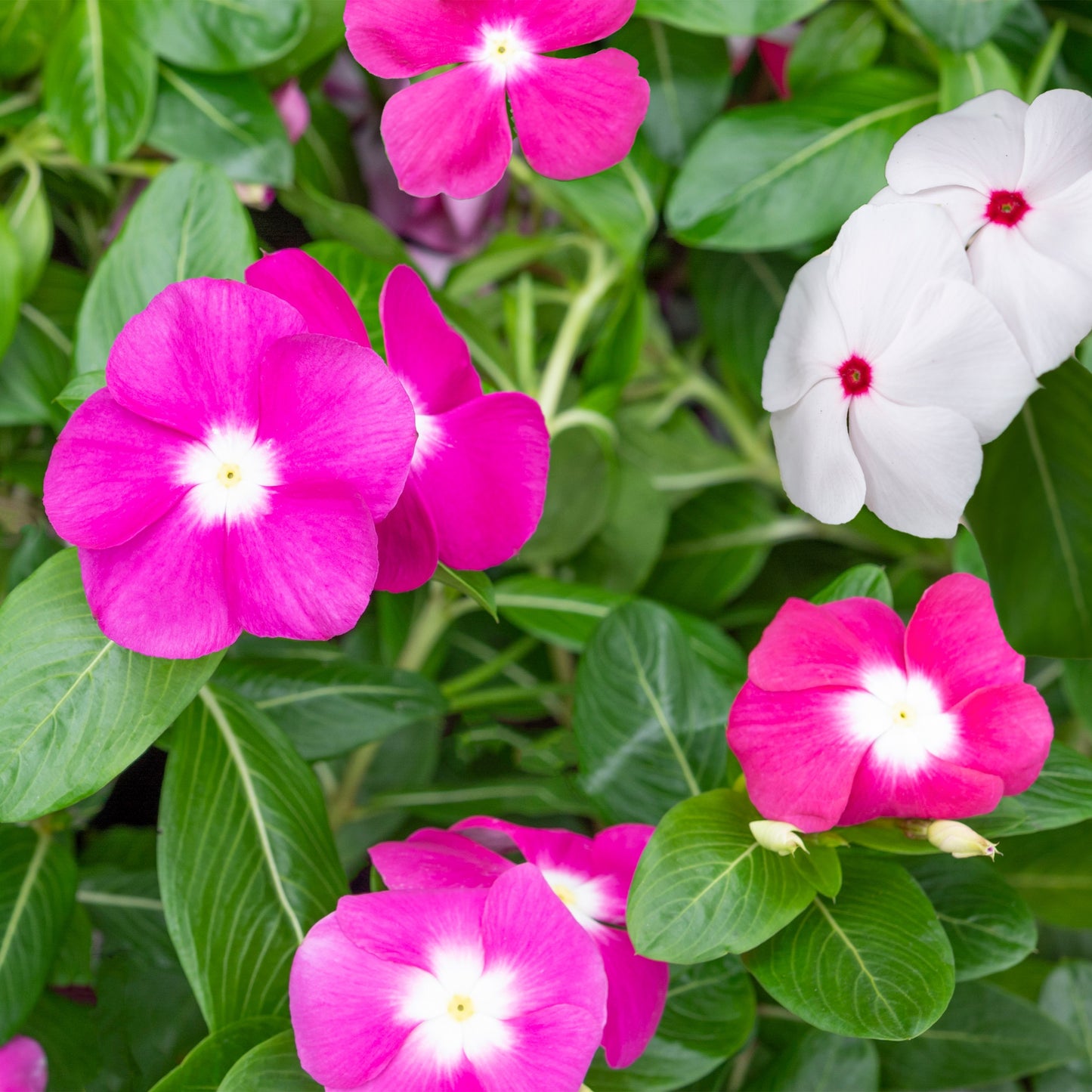 100 Pink DWARF ROSE PERIWINKLE / Vinca Rosea Flower Seeds