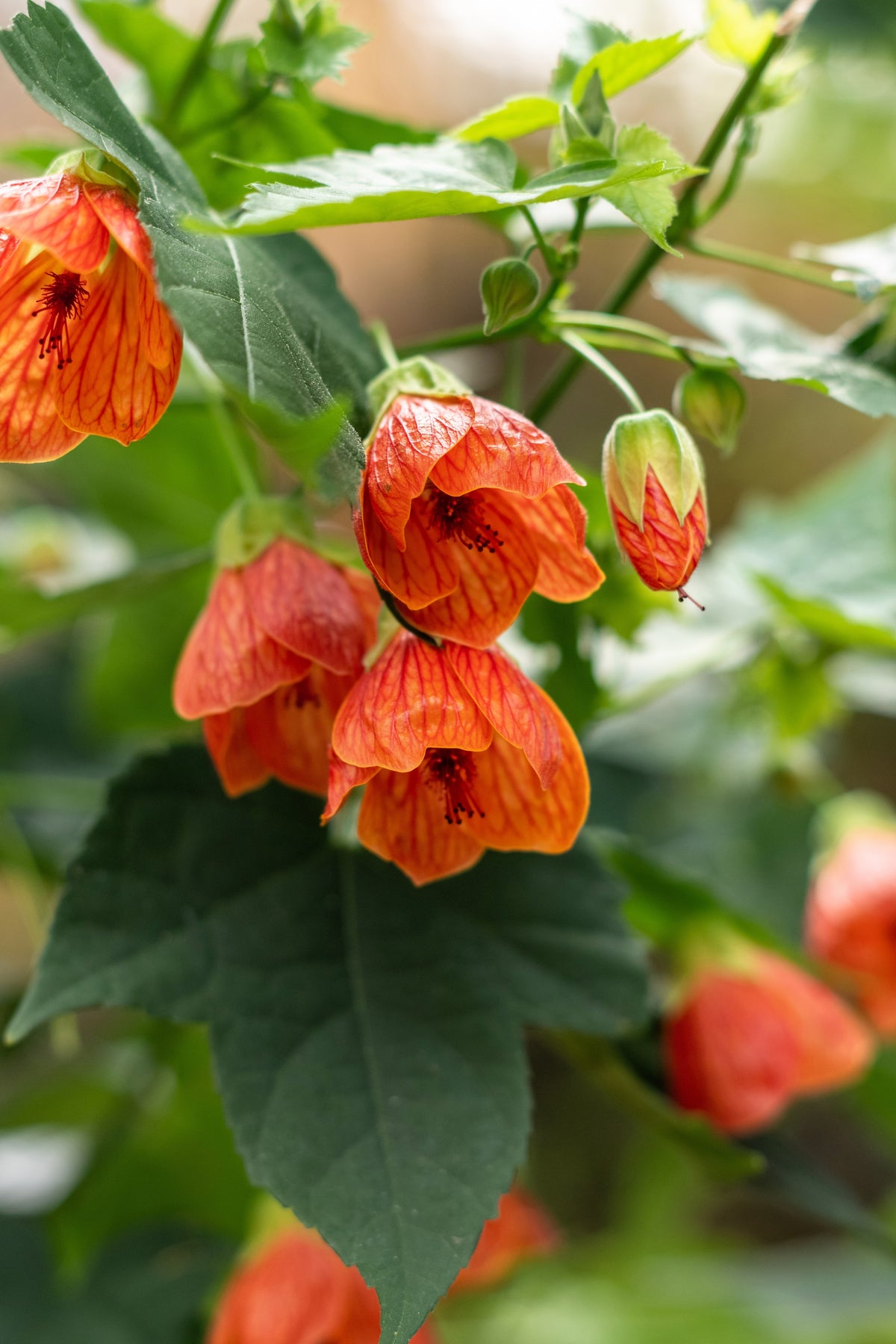 30 Mixed Colors FLOWERING MAPLE (Chinese Bell Flower) Abutilon Hybridu ...