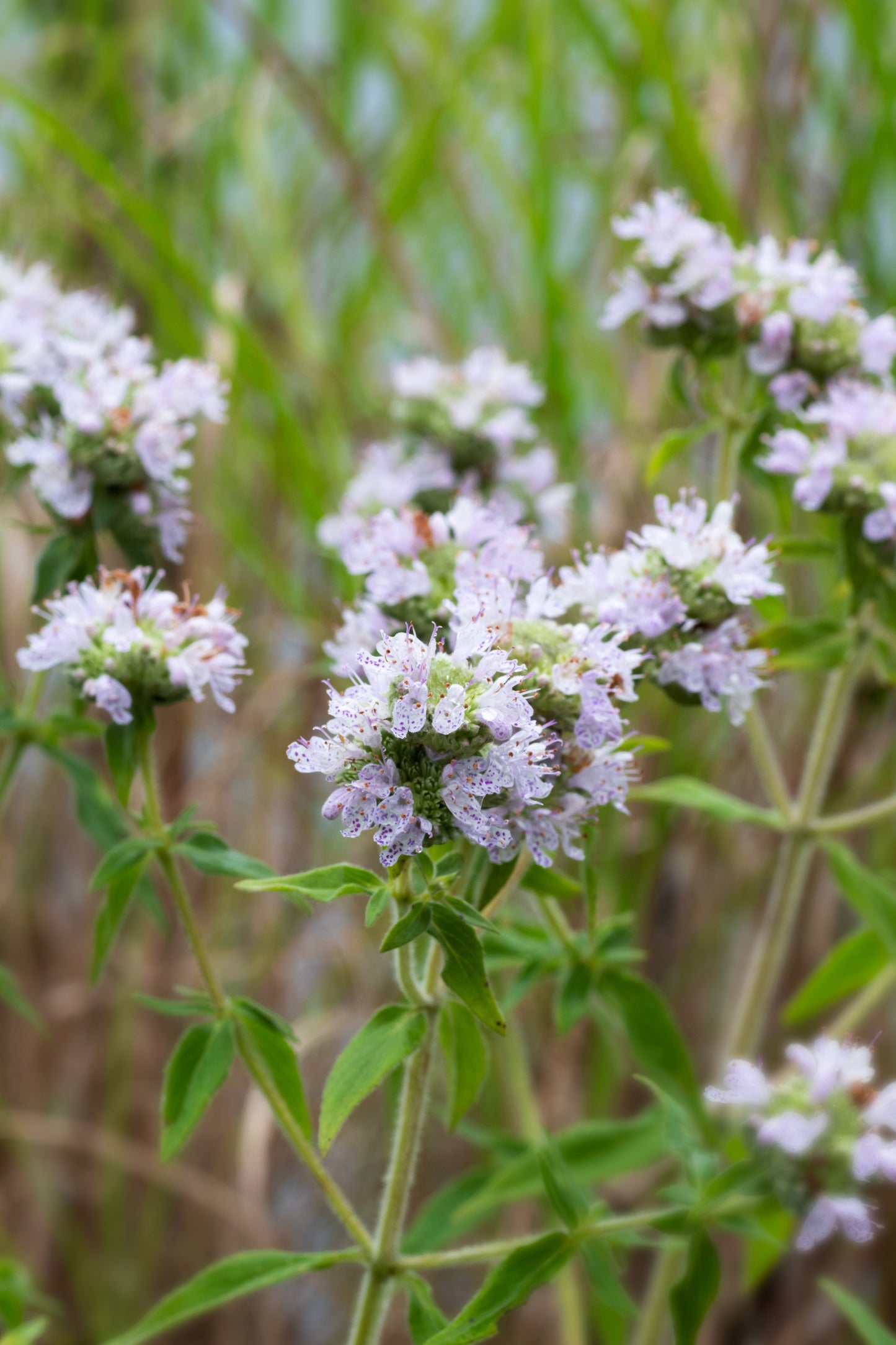 400 HAIRY MOUNTAIN MINT Pycnanthemum Pilosum Herb Flower Seeds