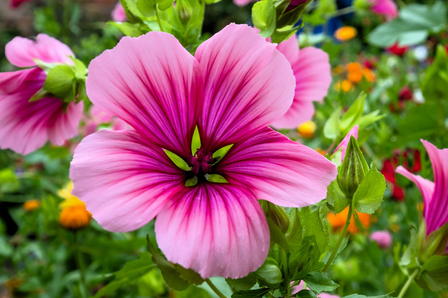 10 VULCAN MALOPE Trifida / Mallowwort / Mallow Flower Seeds