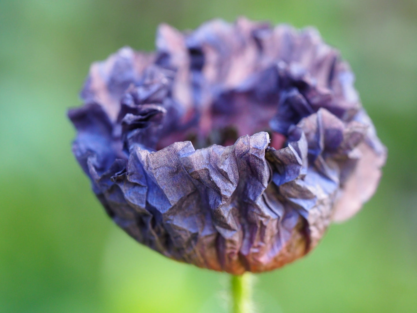 50 Organic AMAZING GREY POPPY Papaver Rhoeas Silvery Gray Flower Seeds